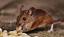 24 Hour & Emergency Exterminators in Peoria Hts, IL